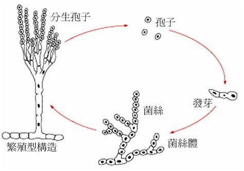 黴菌孢子|黴菌:黴菌介紹,繁殖,黴菌預防,人體預防,食物預防,飼料預防,環境影。